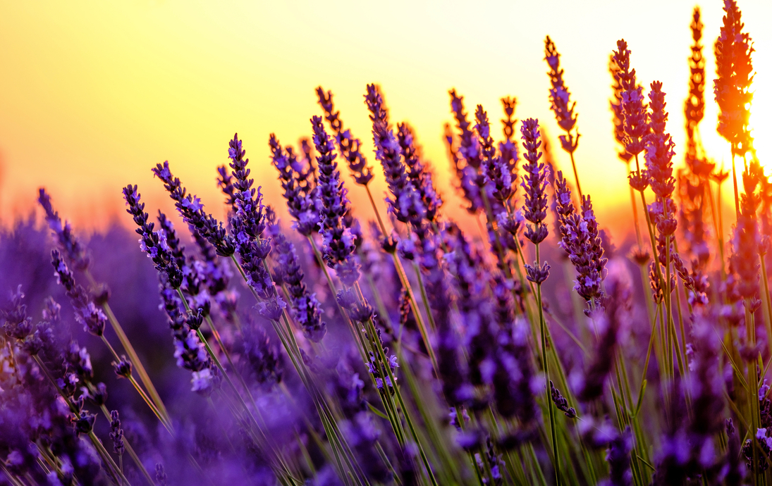 blühender Lavendel in der Provence in Frankreich