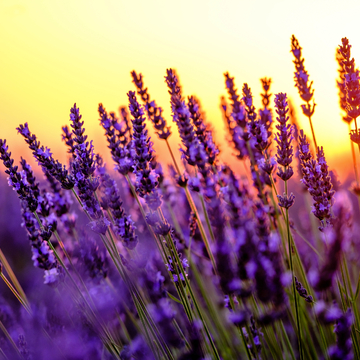 blühender Lavendel in der Provence in Frankreich - © Anton Gvozdikov - stock.adobe.com