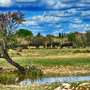 Stiere in der Camargue - ©Laendenal - stock.adobe.com