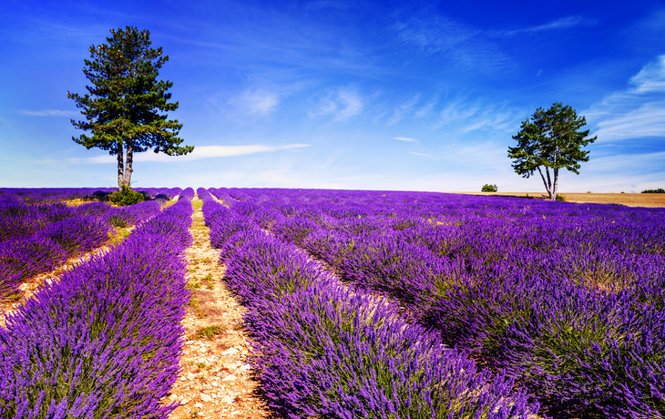 Lavendelfeld nahe Valensole in der Provence