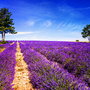 Lavendelfeld nahe Valensole in der Provence