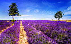 Lavendelfeld nahe Valensole in der Provence
