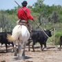 Camargue-Stiere in der Provence, Südfrankreich - © Bernard GIRARDIN - Fotolia