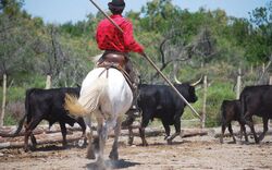 Provence & Camargue