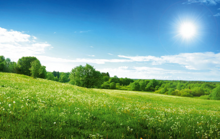 Feld mit Löwenzahn und blauer Himmel