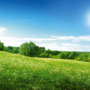 Feld mit Löwenzahn und blauer Himmel - © candy1812 - Fotolia