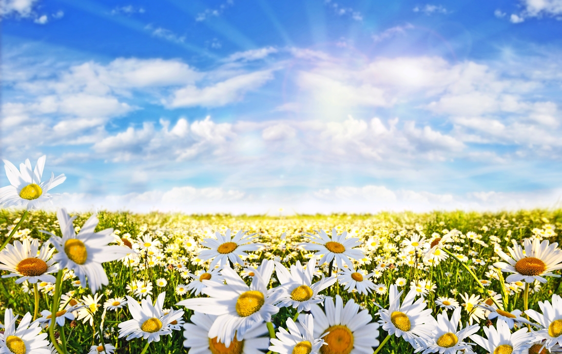 Frühling: Feld der Gänseblümchenblumen mit blauem Himmel und Wolken