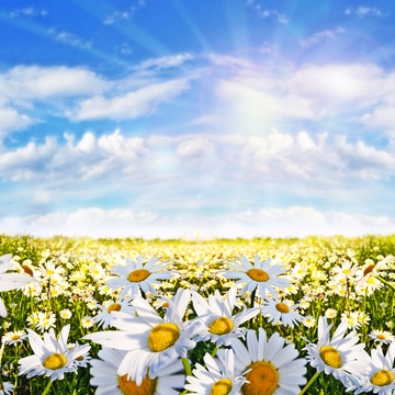 Frühling: Feld der Gänseblümchenblumen mit blauem Himmel und Wolken - © doris oberfrank-list - Fotolia