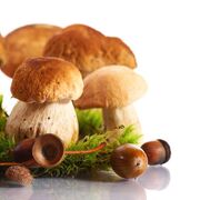 forest cep
