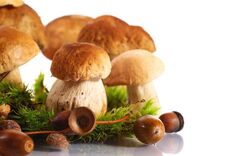 forest cep