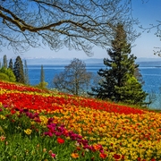 Insel Mainau im Bodensee, Deutschland - © Jan - stock.adobe.com
