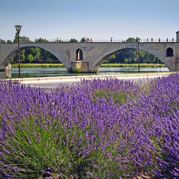 Pont Saint-Bénézet oder Pont d’Avignon in Avignon, Frankreich - © bunyos - stock.adobe.com