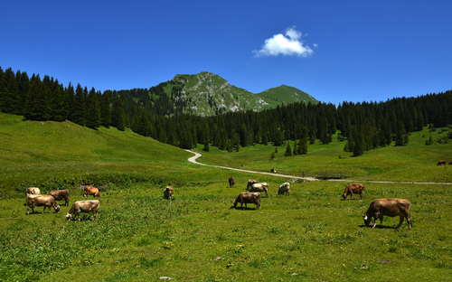 Bregenzerwald