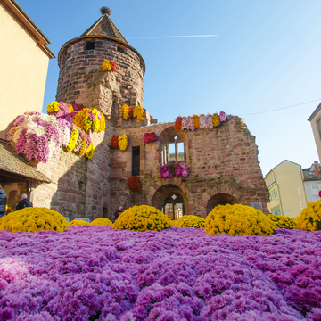 Chrysanthema in Lahr