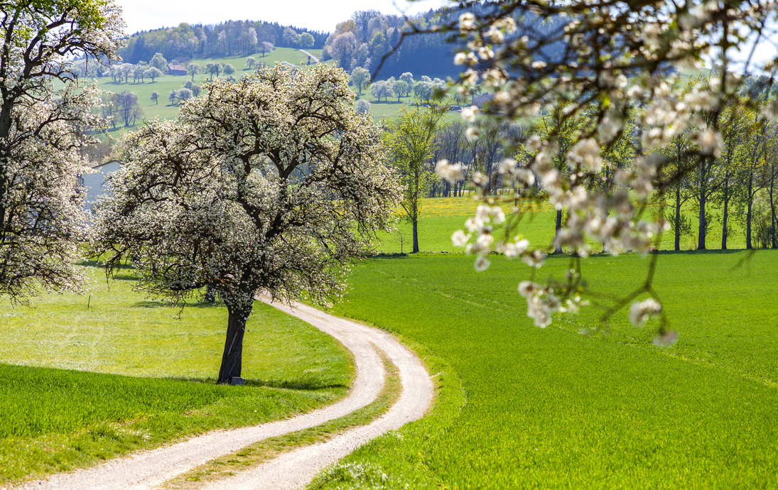 Mostbaumblüte im Mostviertel im Frühling