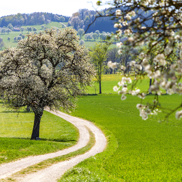 Mostbaumblüte im Mostviertel im Frühling