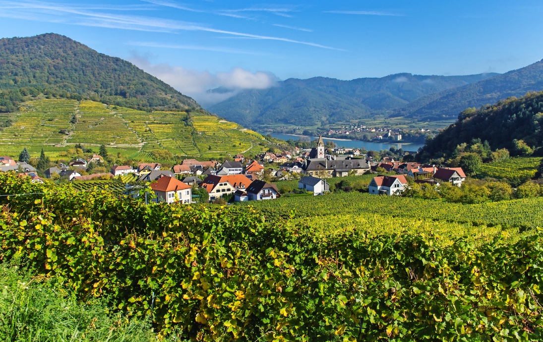 Weinterrassen in Spitz in der Wachau