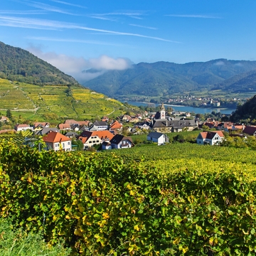 Weinterrassen in Spitz in der Wachau - © stefan sio - stock.adobe.com