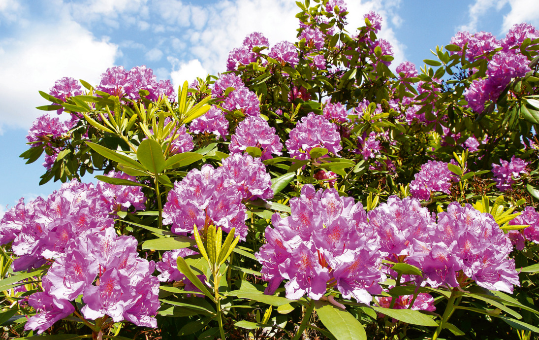 Rhododendron