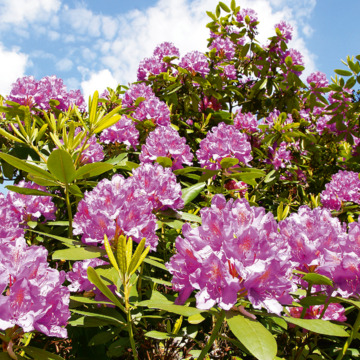 Rhododendron