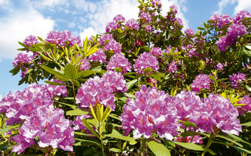 Rhododendron