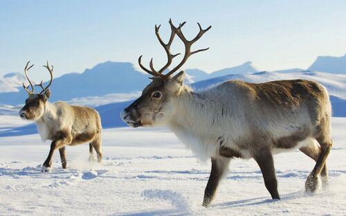 Nordlichtzauber über Lappland