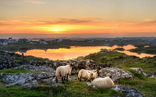 Irland erleben