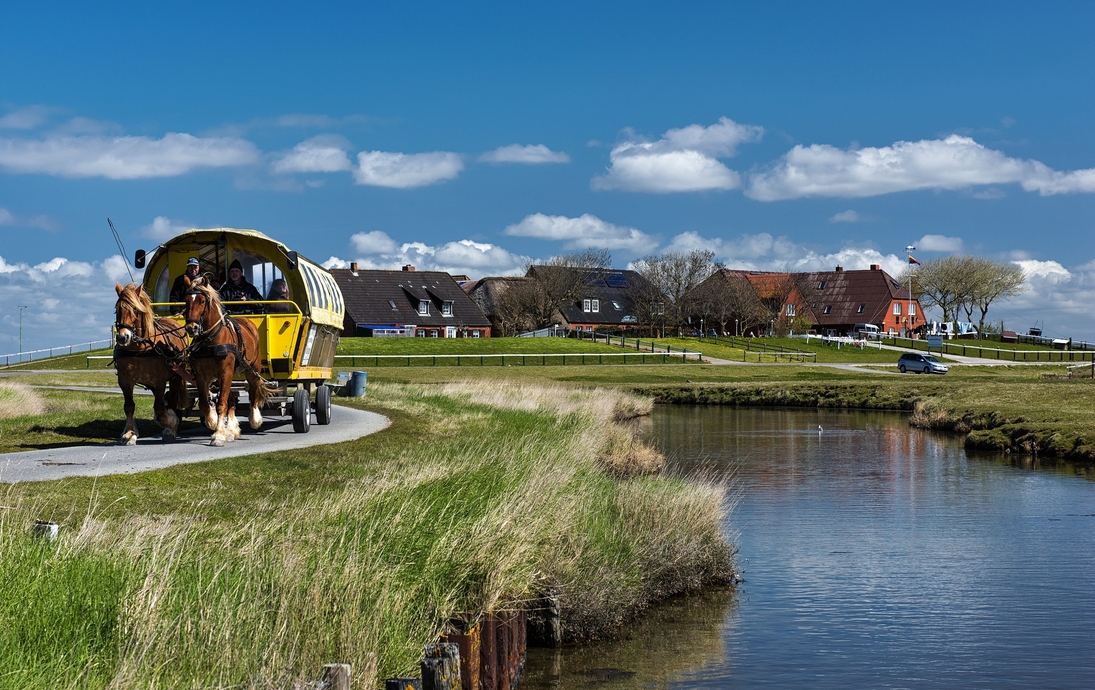 Pferdegespann auf einer Hallig